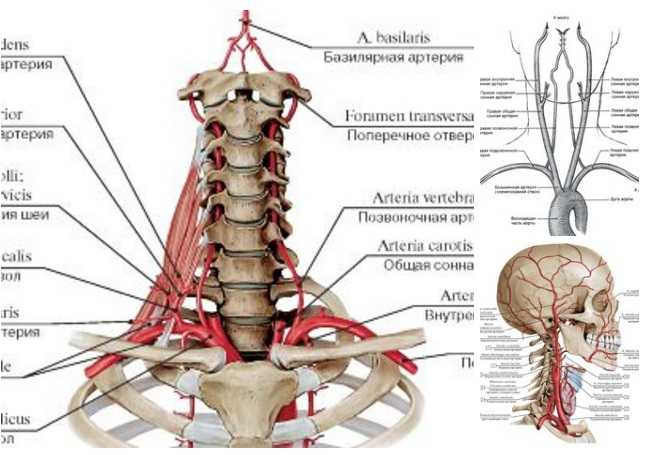 Брахиоцефальные артерии анатомия картинка