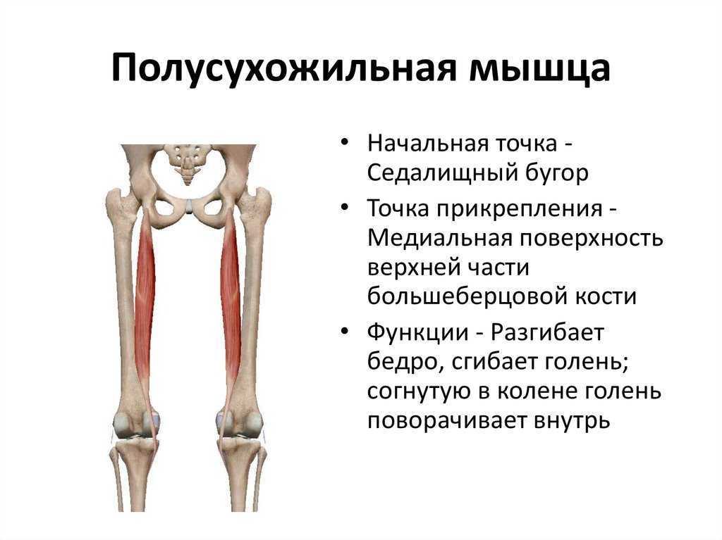 Двуглавая мышца бедра анатомия картинки