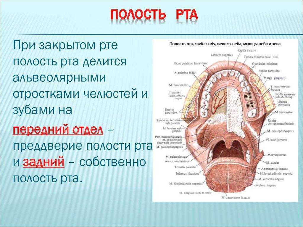 Строение ротовой полости схема