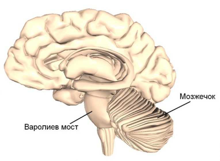 Мост головного мозга рисунок