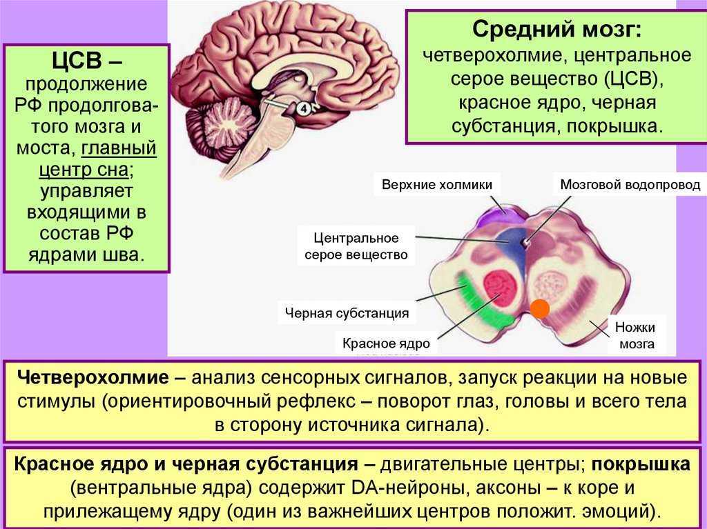 Средний мозг включает в себя. Отделы мозга функции-средний мозг анатомия. В Центральном сером веществе среднего мозга располагаются. Средний мозг строение структура функции. Покрышка среднего мозга и четверохолмие.
