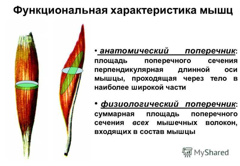 Большая ягодичная мышца