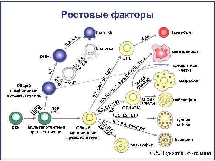 Развитие б