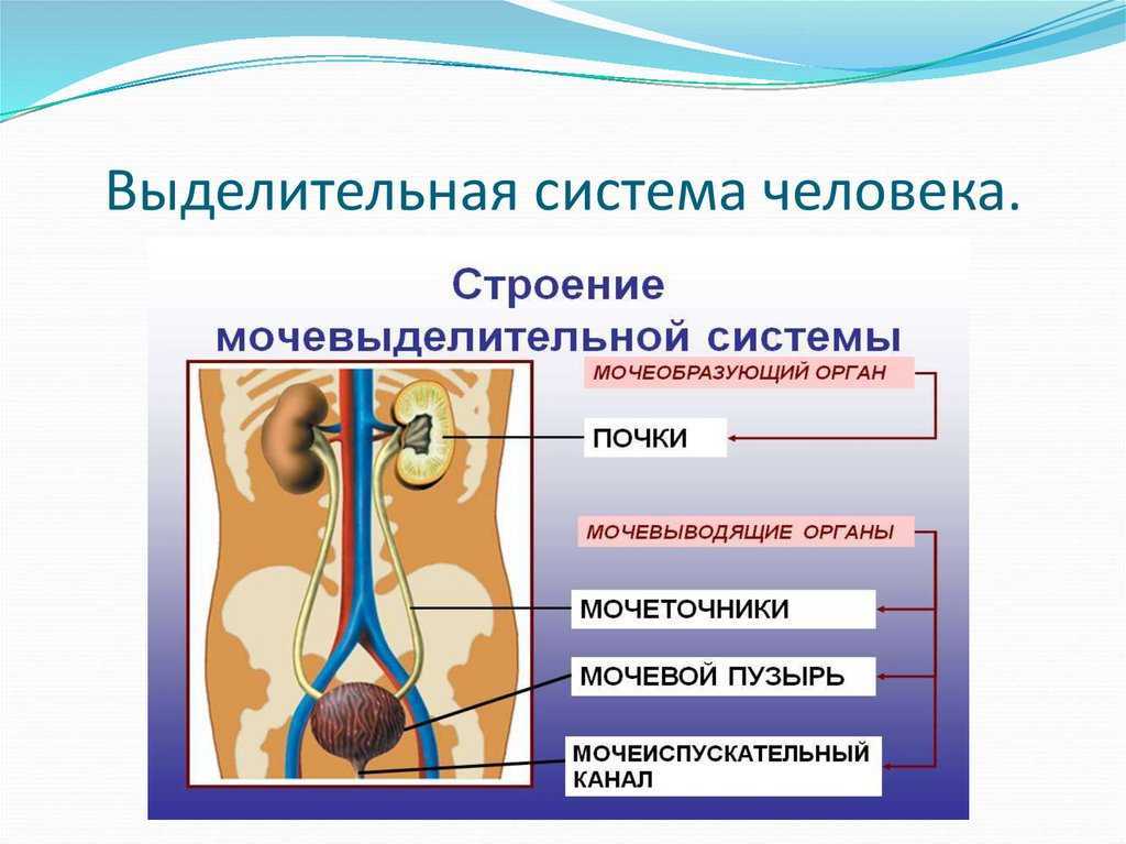 Выделительная система человека презентация 9 класс