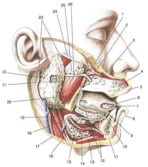 Где находится слюнная железа у человека рисунок