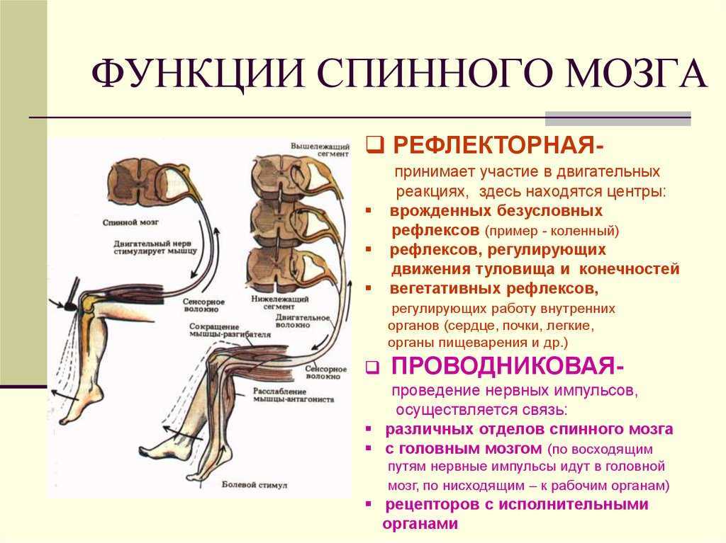 Спинномозговые нервы — nervi spinales | психологическая энциклопедия 1vc0