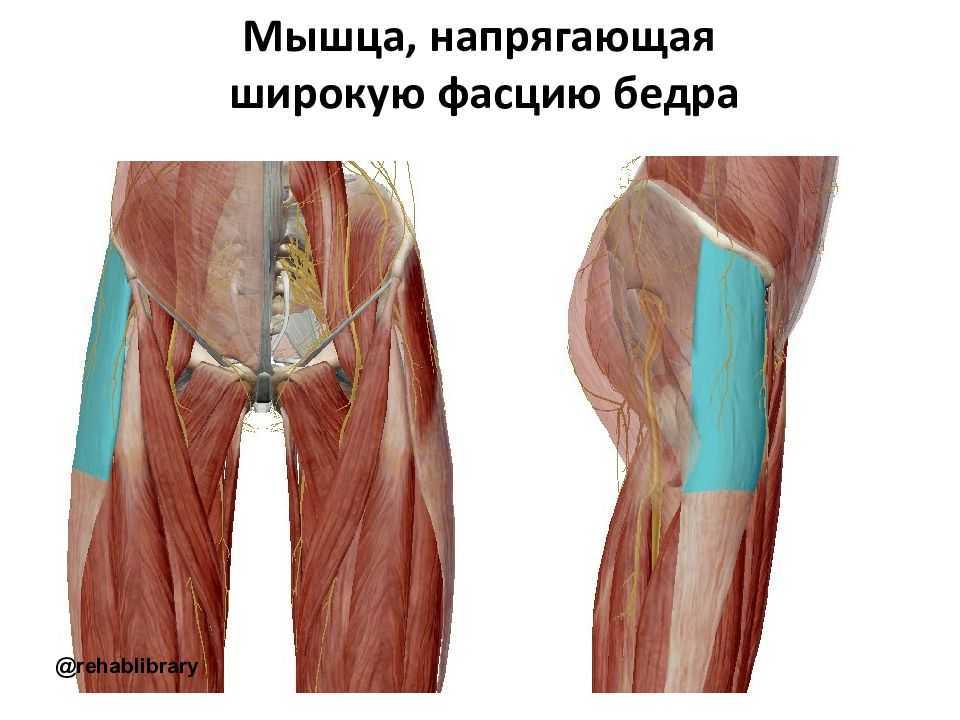 Биомеханика мышц параллельного и перистого типа