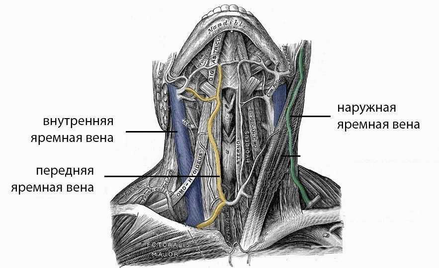 Где проходит яремная вена на шее