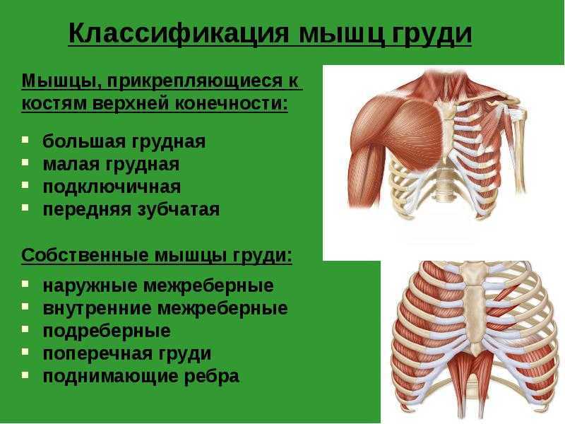 Levatores costarum мышцы - levatores costarum muscles