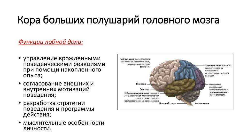 Какие функции выполняет полушарие большого мозга. Функции долей головного мозга неврология. Функции лобной доли больших полушарий головного мозга.