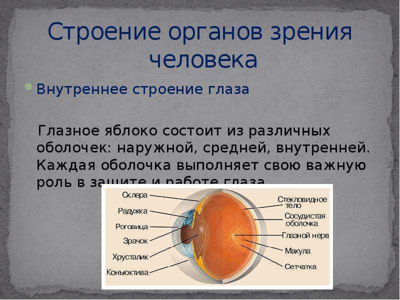 Человек внешняя оболочка. Строение органа зрения. Орган зрения строение глаза. Орган зрения состоит из. Из чего состоит орган зрения.
