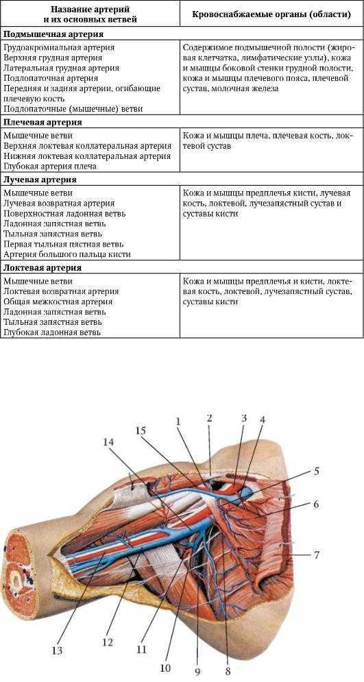 Подмышечная артерия анатомия схема