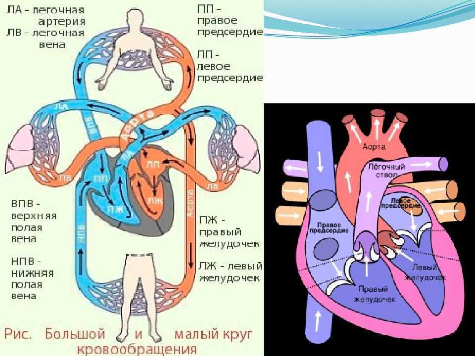 Кровеносные сосуды аорта легочные артерии легочные вены