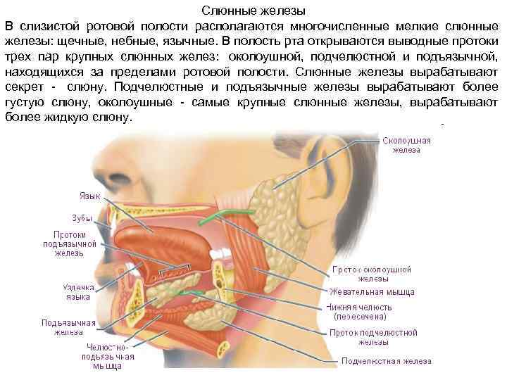 Болезнь или синдром шёгрена