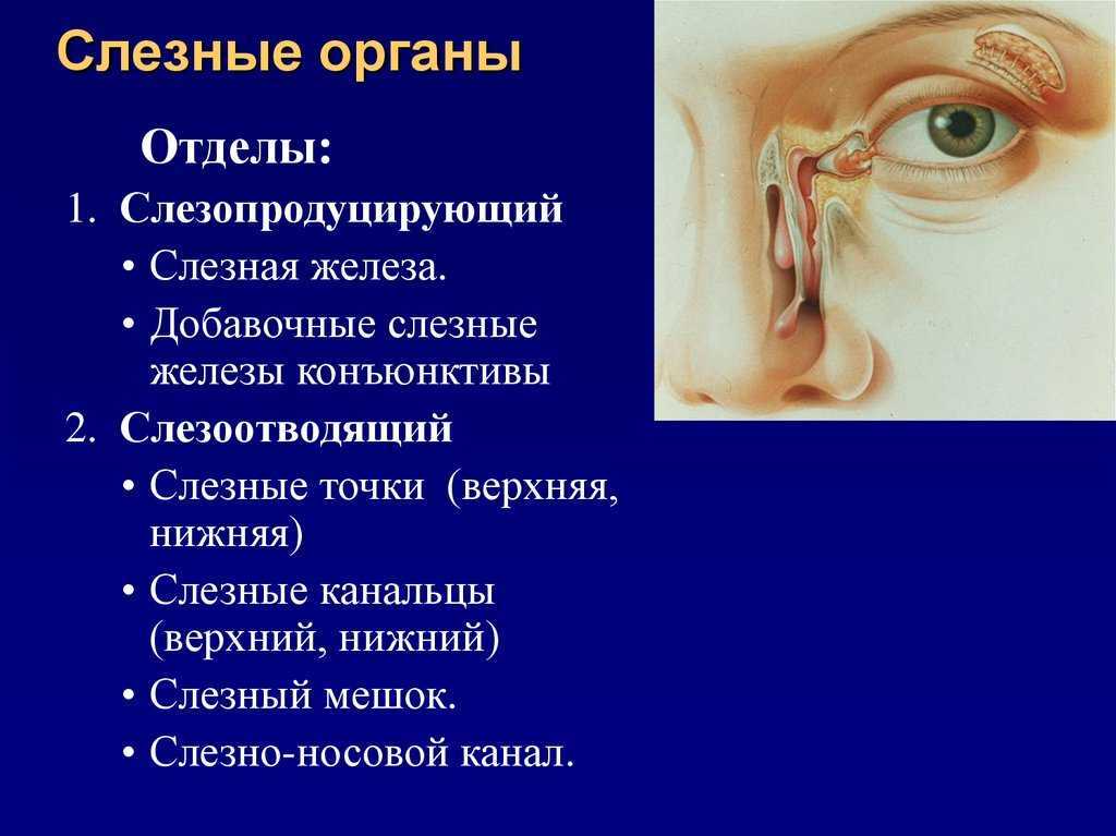 Слезная кость os lacrimale парная, образует переднюю часть медиальной стенки глазницы