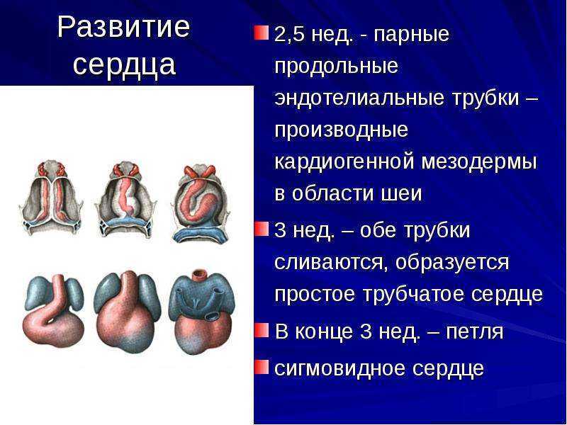 Формирование сердца. Развитие сердца. Стадии развития сердца. Развитие сердца анатомия. Стадии развития сердца анатомия.