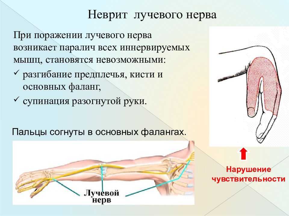 Лучевой нерв человека | анатомия лучевого нерва, строение, функции, картинки на eurolab