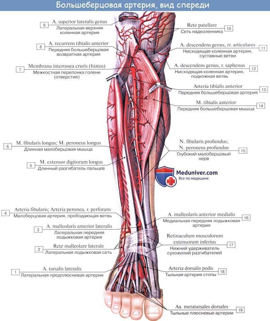 Топографическая анатомия передней области голени сосуды