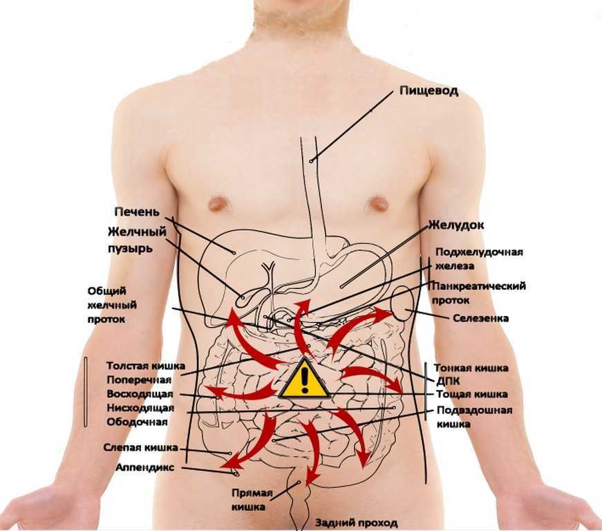 Локализация боли в животе в картинках у мужчин