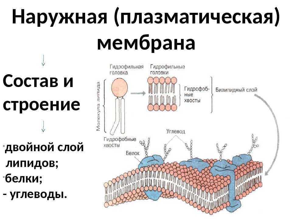 Плазматическая мембрана рисунок