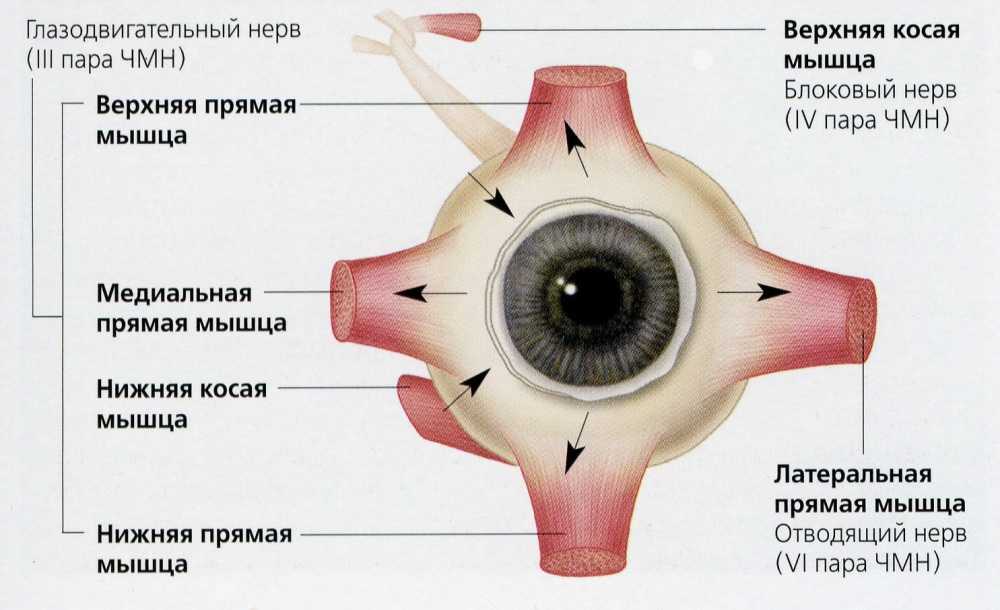 Глазодвигательный нерв мышцы. Глазодвигательный нерв движение глазного яблока. Глазодвигательные мышцы глаза иннервация. Иннервация мышц глазного яблока схема. Мышцы глаза анатомия иннервация.