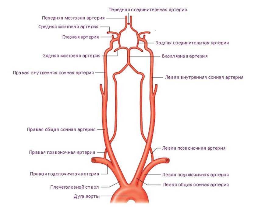 Схема сосудов шеи