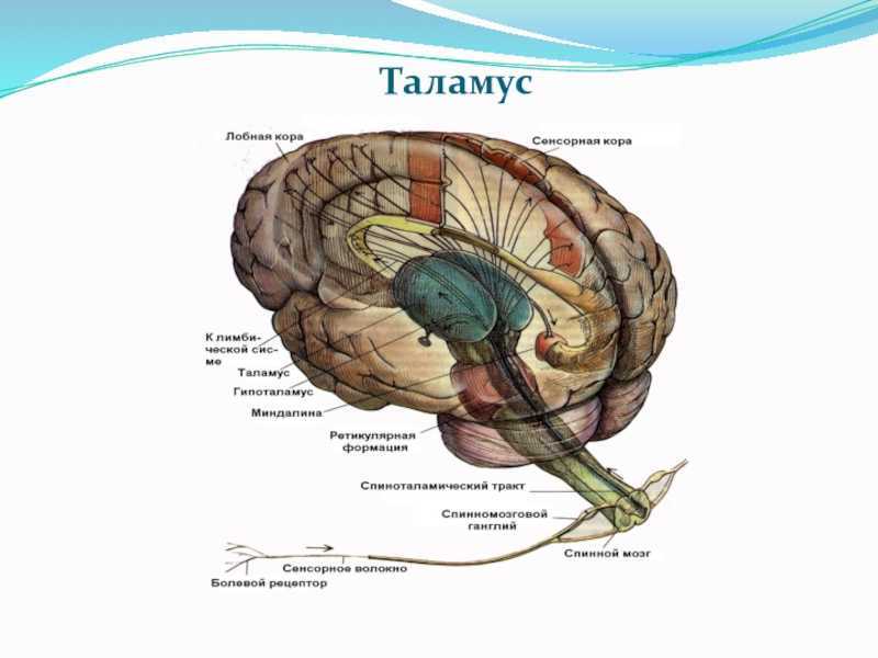 Что такое таламус? значение зрительного бугра в функционировании нервной системы человека