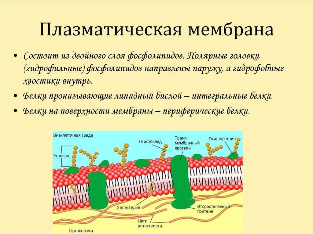Основой мембран клеток. Строение плазматической мембраны клетки. Структура клетки плазматическая мембрана. Плазматическая мембрана строение органоида. Плазматическая мембрана строение и функции.