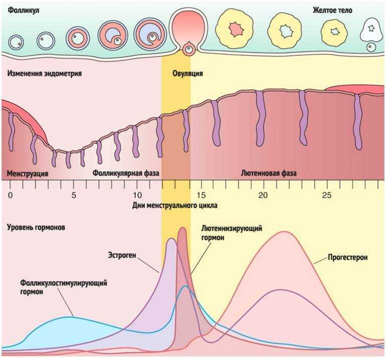 Схема овуляции в картинках