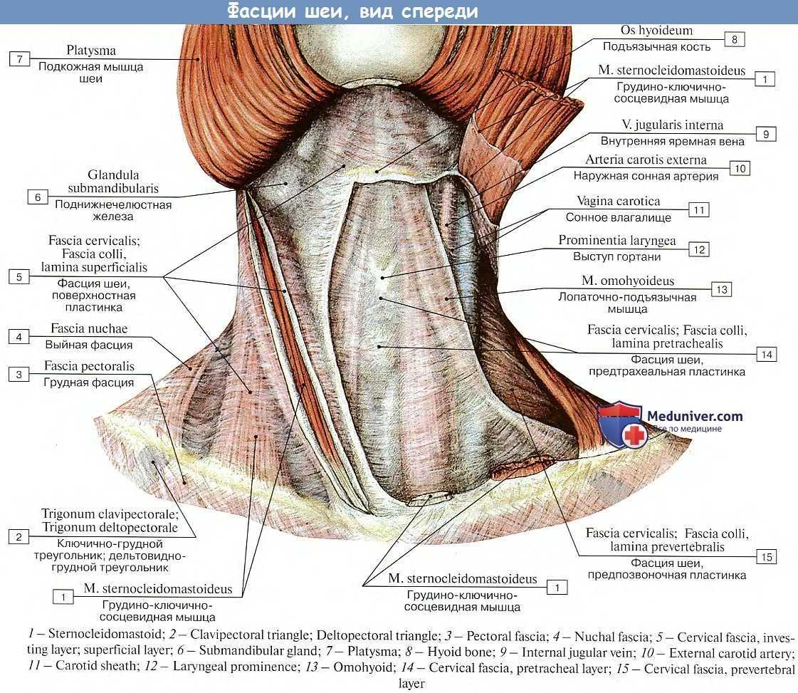 Описание анатомии шейной фасции представляет определенные трудности, поскольку мышцы и внутренние органы находятся в сложных анатомо-топографических