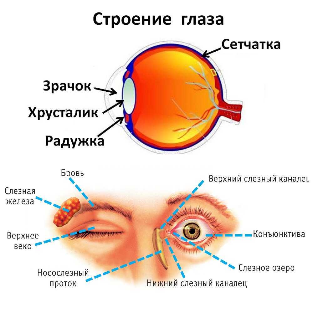 Веки глаз: строение, функции, симптомы и лечение