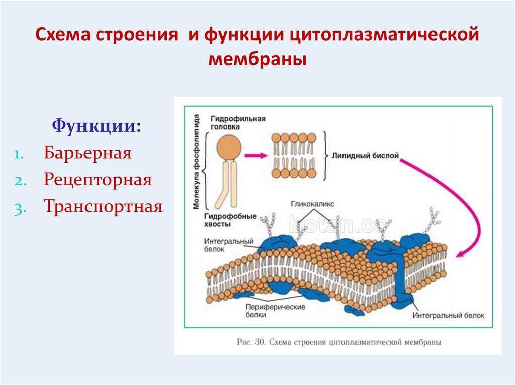 Общий план строения цитоплазматической мембраны