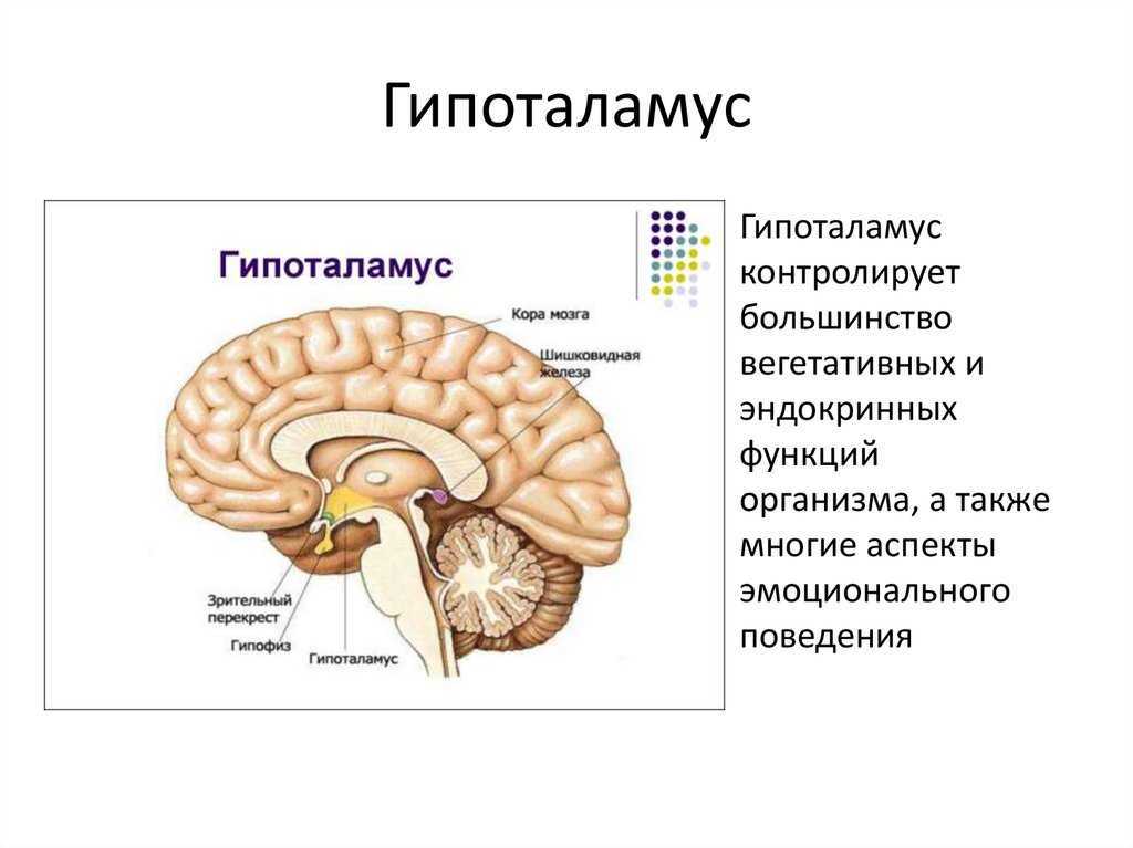 Передний мозг центр регуляции. Строение мозга человека гипоталамус. Строение головного мозга гипоталамус и гипофиз. Функции отделов головного мозга гипоталамус. Гипоталамус анатомия строение.