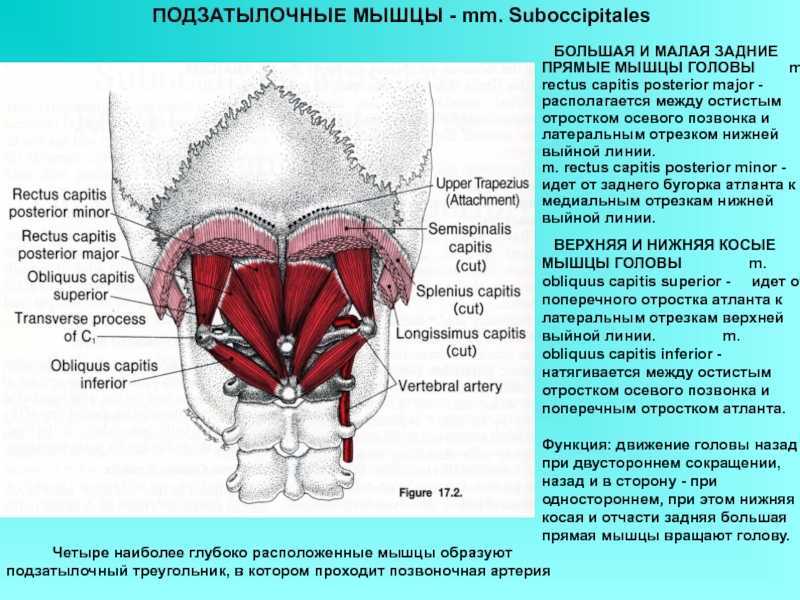 Анатомия глубоких мышц шеи человека – информация:
