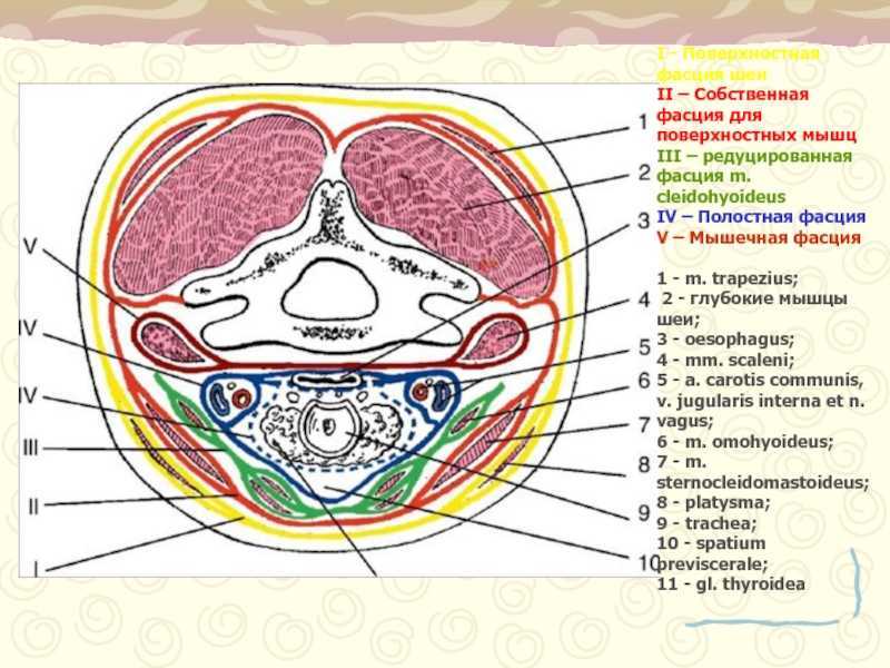 Фасции шеи человека | анатомия фасций шеи, строение, функции, картинки на eurolab