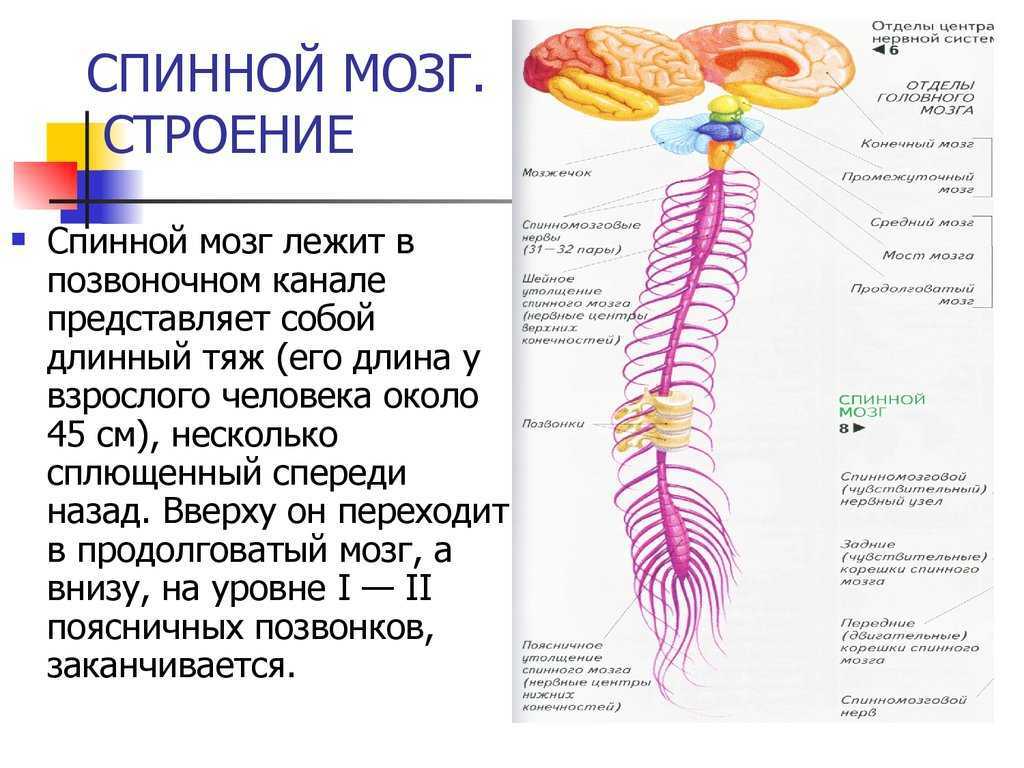 Строение спинного мозга нерва. Строение спинного мозга 8 класс биология. Строение спинного мозга презентация. Спинной мозг 8 класс биология. Нервы спины анатомия картинки.