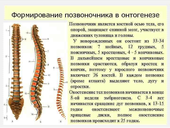 Позвоночный столб человека последовательно проходит перепончатую, хрящевую и костную стадии развития