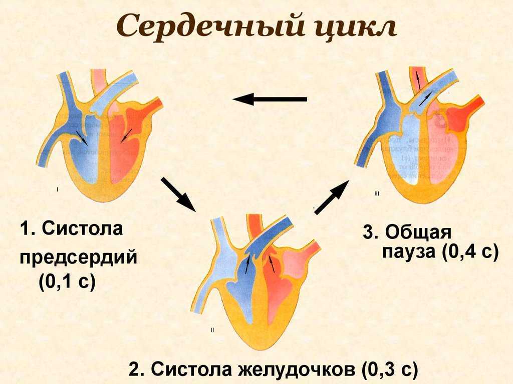 Работа сердца схема систола и диастола