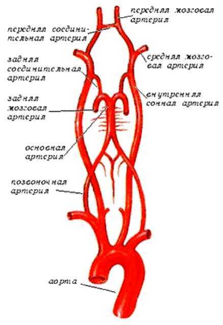 Брахиоцефальные артерии схема