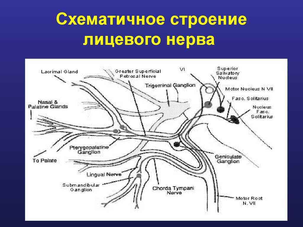 Лицевой нерв является. Ветви лицевого нерва схема. Лицевой нерв анатомия ветви. Лицевые нервы топография. Топография лицевого нерва схема.