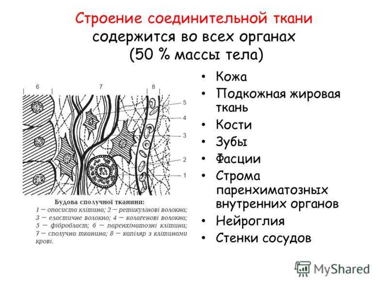 Органы соединительной ткани. Строение соединительной ткани. Строение соединительной ткани анатомия. Соединительная ткань структура и строение. Соединительная ткань строение и функции рисунок.