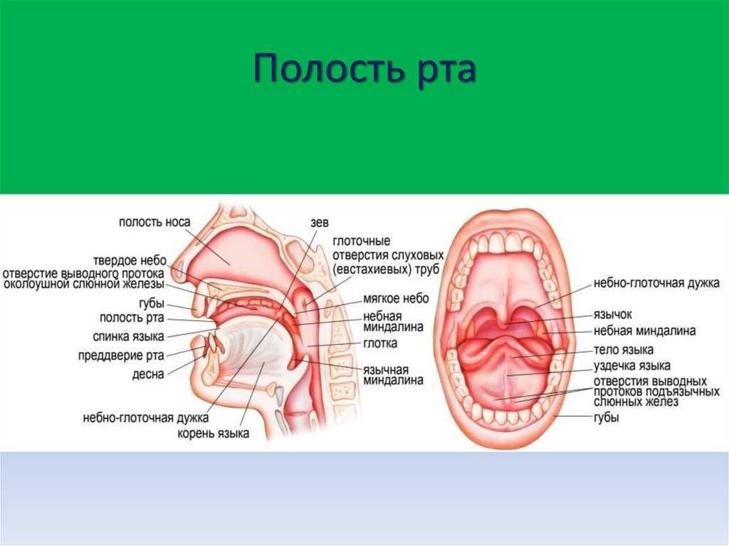 Что есть во рту человека. Анатомия ротовой полости человека. Строение ротовой полости схема. Строение ротовой полости человека сбоку. Строение речевой полости.