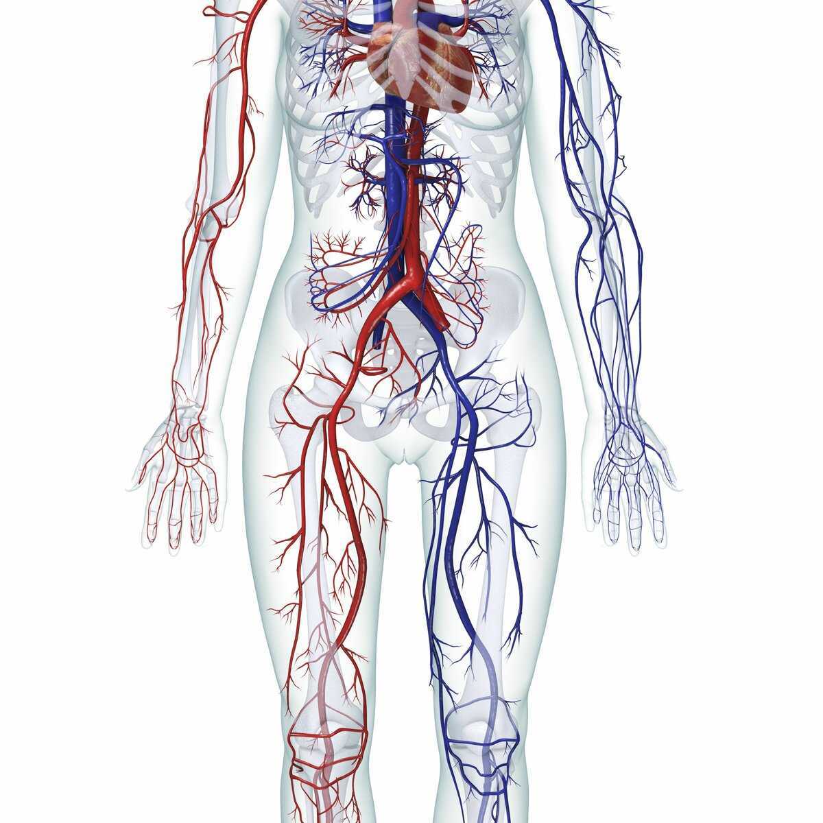 Все артерии человека схема