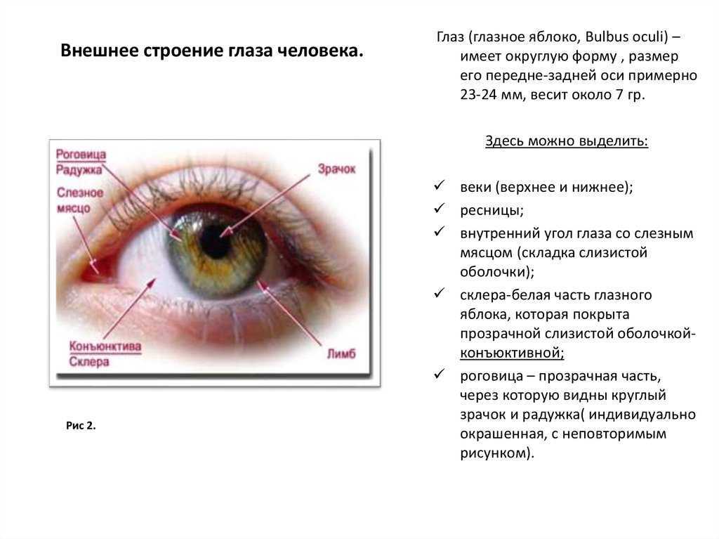 Строение глаза и века человека схема