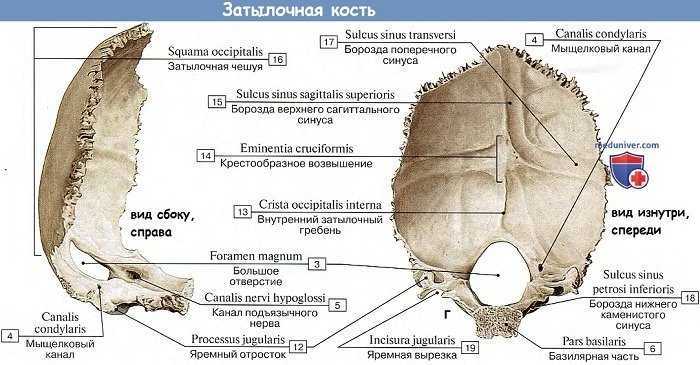 Затылочная кость черепа рисунок