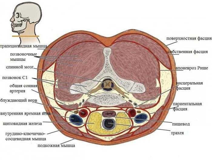 Описание анатомии шейной фасции представляет определенные трудности, поскольку мышцы и внутренние органы находятся в сложных анатомо-топографических