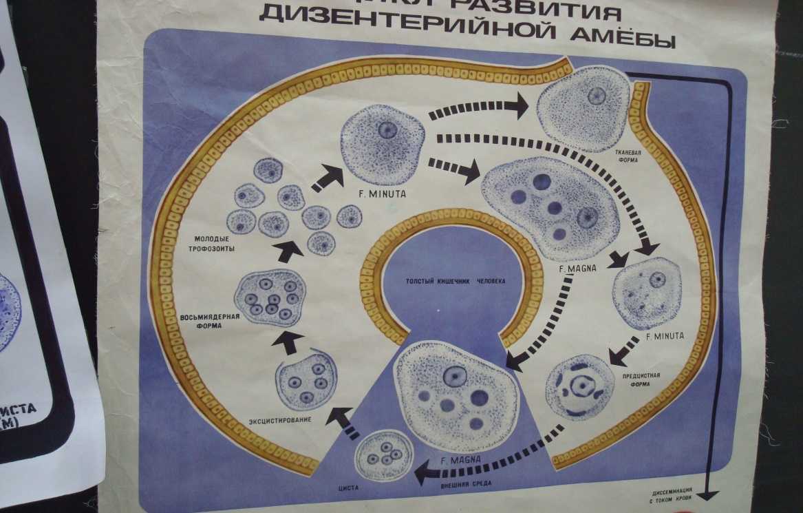 Стадии жизненного цикла цисты. Схема жизненного ЦИКА дизентерийной амёбы. Цикл развития дизентерийной амебы рисунок. Стадии жизненного цикла дизентерийной амебы. Жизненный цикл дизентерийной амебы схема.