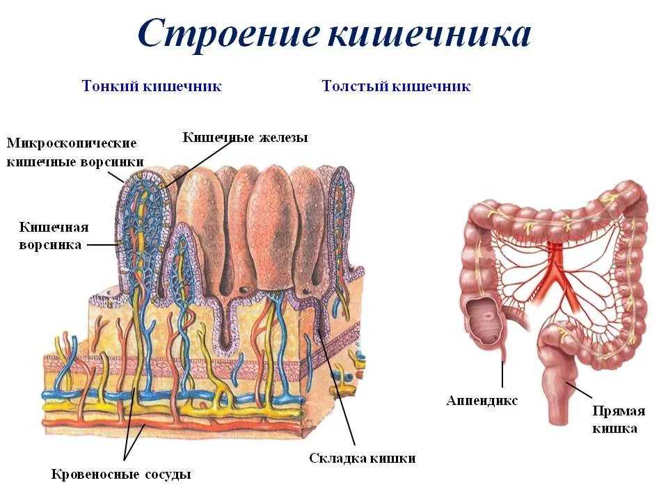 Тонкий и толстый кишечник анатомия строение. Строение стенки тонкого кишечника структура. Отделы тонкой кишки анатомия. Тонкого кишечника (строение стенки кишечника, ворсинки)..