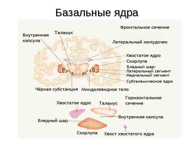 Базальные ядра головного мозга анатомия схема