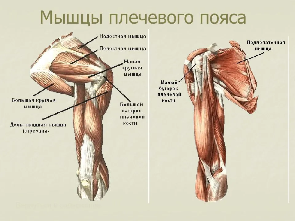 Мышца 7. Мышцы плечевого пояса и плеча анатомия. Структура мышц плечевого пояса. Мышцы плечевого пояса и плеча вид сзади. Мышцы верхнего плечевого пояса функции.